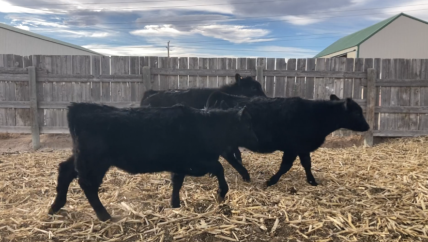 BANGS VACCINATED, HOME RAISED, 1 IRON, 650-700 LBS. FANCY CALVES!-BS107A6